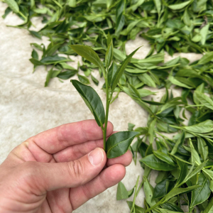 tra-cao-son-dai-loan-uong-ca-khi-troi-do-cao-1000m