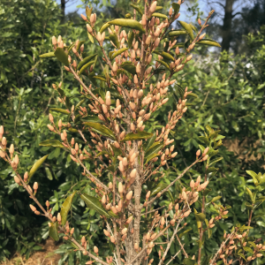 racemosa-loai-ca-phe-hiem-den-muc-chi-vai-ngan-cay