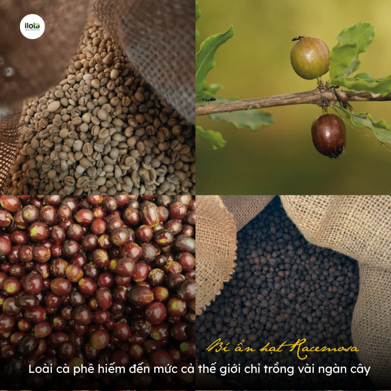 racemosa-loai-ca-phe-hiem-den-muc-chi-vai-ngan-cay