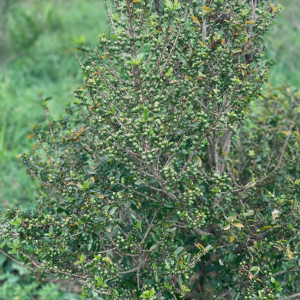 racemosa-loai-ca-phe-hiem-den-muc-chi-vai-ngan-cay