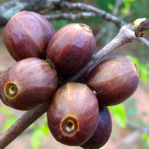 racemosa-loai-ca-phe-hiem-den-muc-chi-vai-ngan-cay