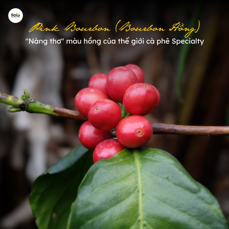 pink-bourbon-bourbon-hong-nang-tho-gioi-specialty