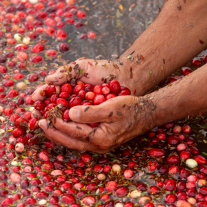 pink-bourbon-bourbon-hong-nang-tho-gioi-specialty