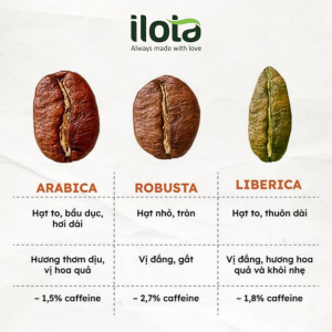 ca-phe-mit-liberica-su-troi-day-cua-ke-bi-hat-hui