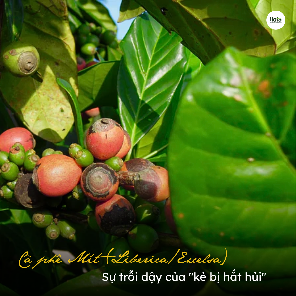 ca-phe-mit-liberica-su-troi-day-cua-ke-bi-hat-hui