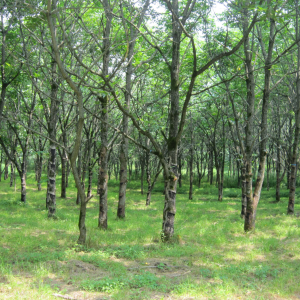 kintsugi-khi-vet-nut-tro-thanh-nghe-thuat