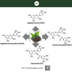 giai-ma-hoi-cam-hau-vi-ngot-la-1-ao-giac-sinh-ly