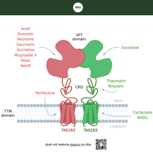 giai-ma-hoi-cam-hau-vi-ngot-la-1-ao-giac-sinh-ly