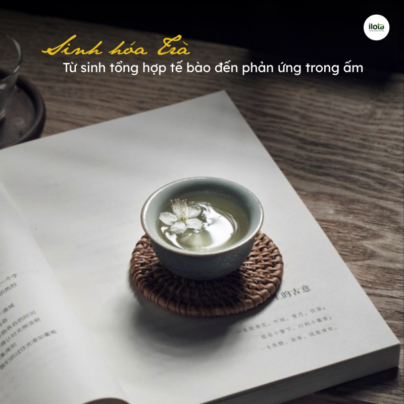 giai-ma-toan-dien-sinh-hoa-tra-sinh-tong-hop-te-bao