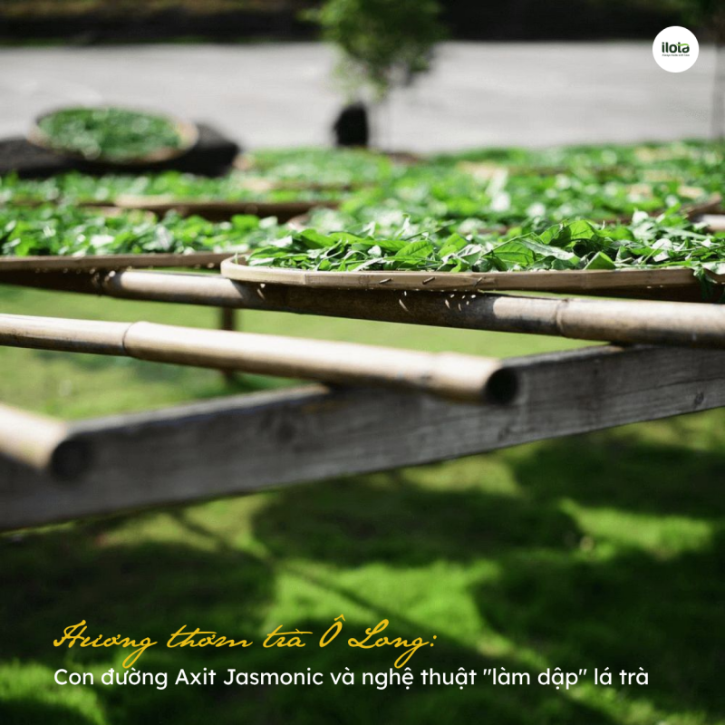 huong-thom-tra-o-long-con-duong-axit-jasmonic