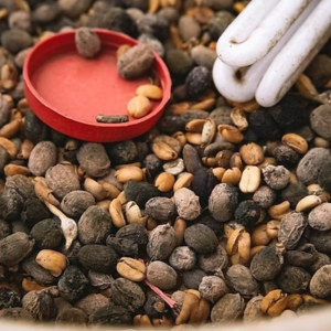 so-tay-khiem-khuyet-ca-phe-sca-coffee-defects