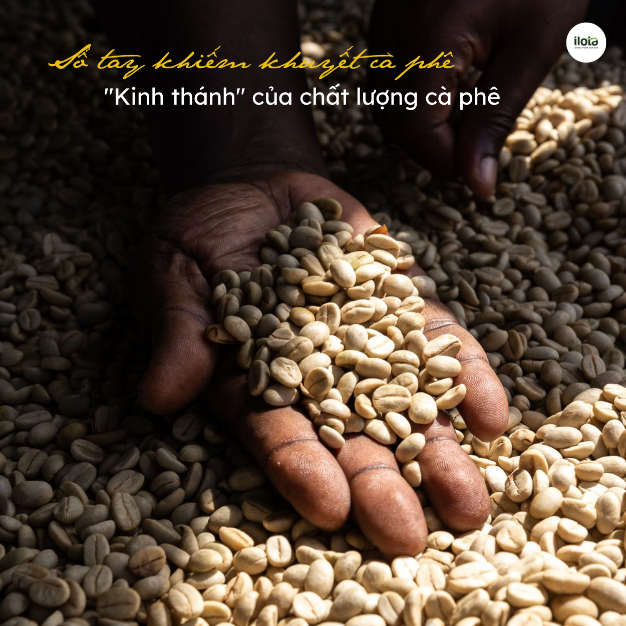 so-tay-khiem-khuyet-ca-phe-sca-coffee-defects