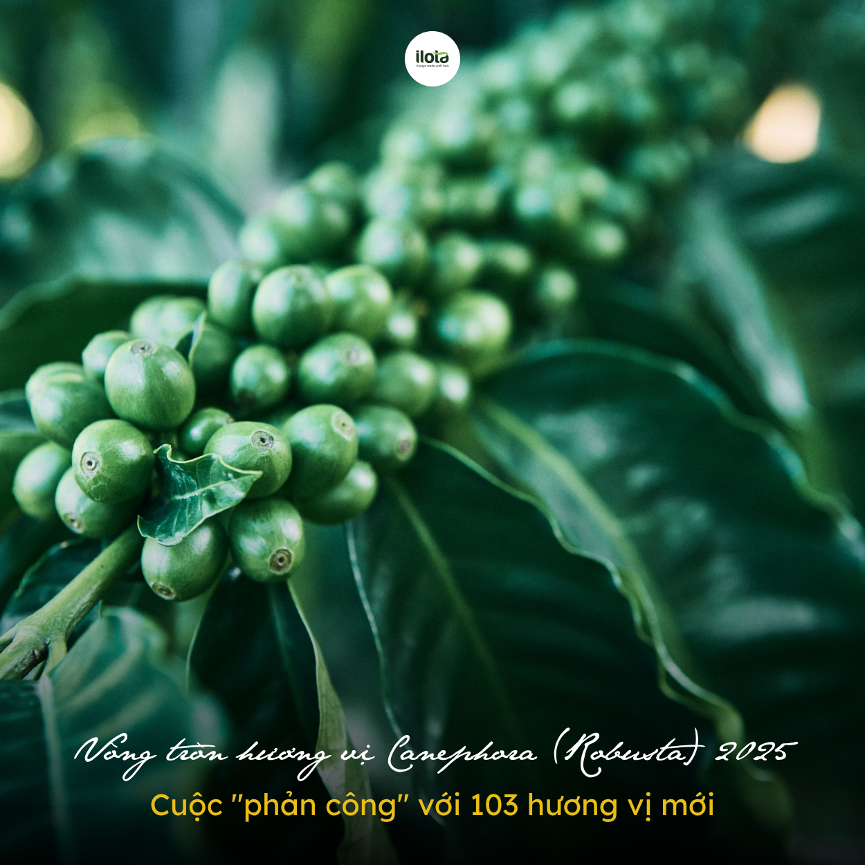 vong-tron-huong-vi-canephora-robusta-2025