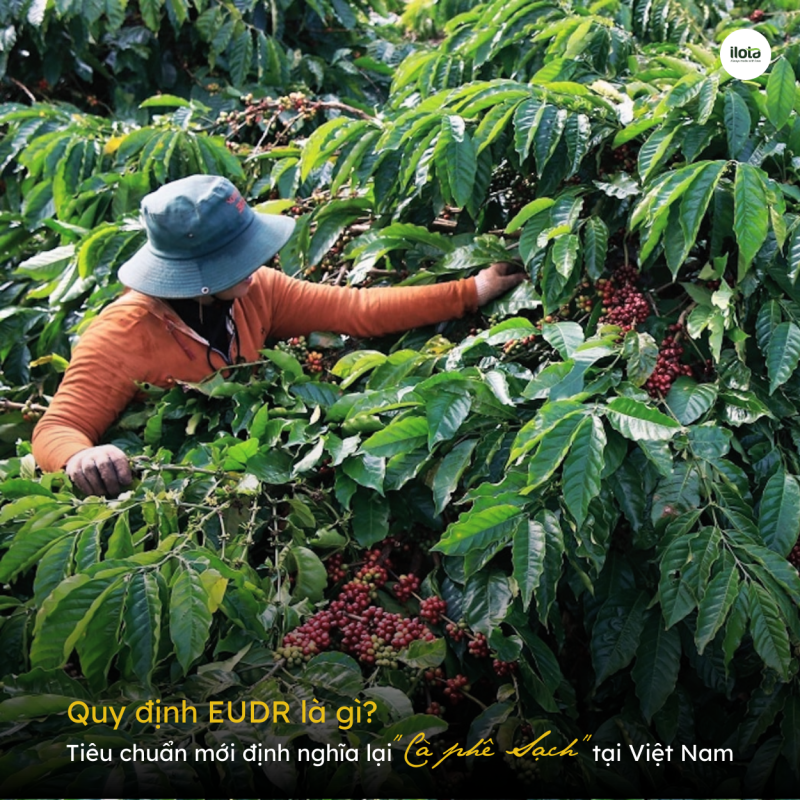 quy-dinh-eudr-la-gi-tieu-chuan-ca-phe-sach
