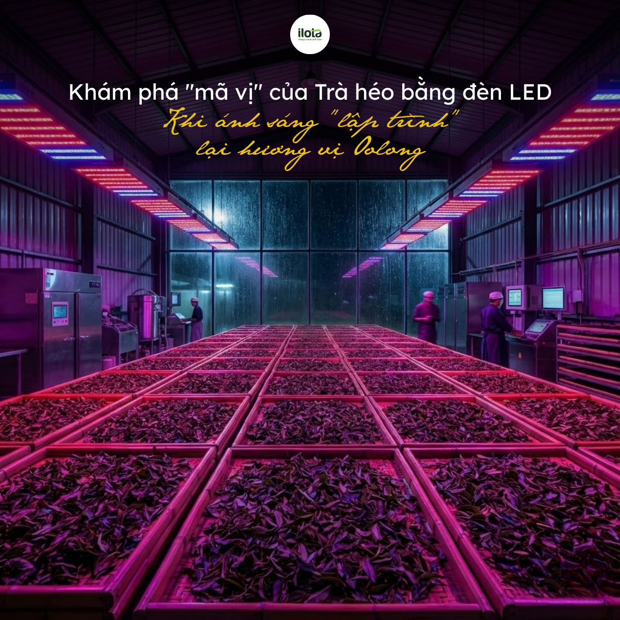 vi-cua-tra-heo-bang-led-anh-sang-lap-trinh-vi-oolong