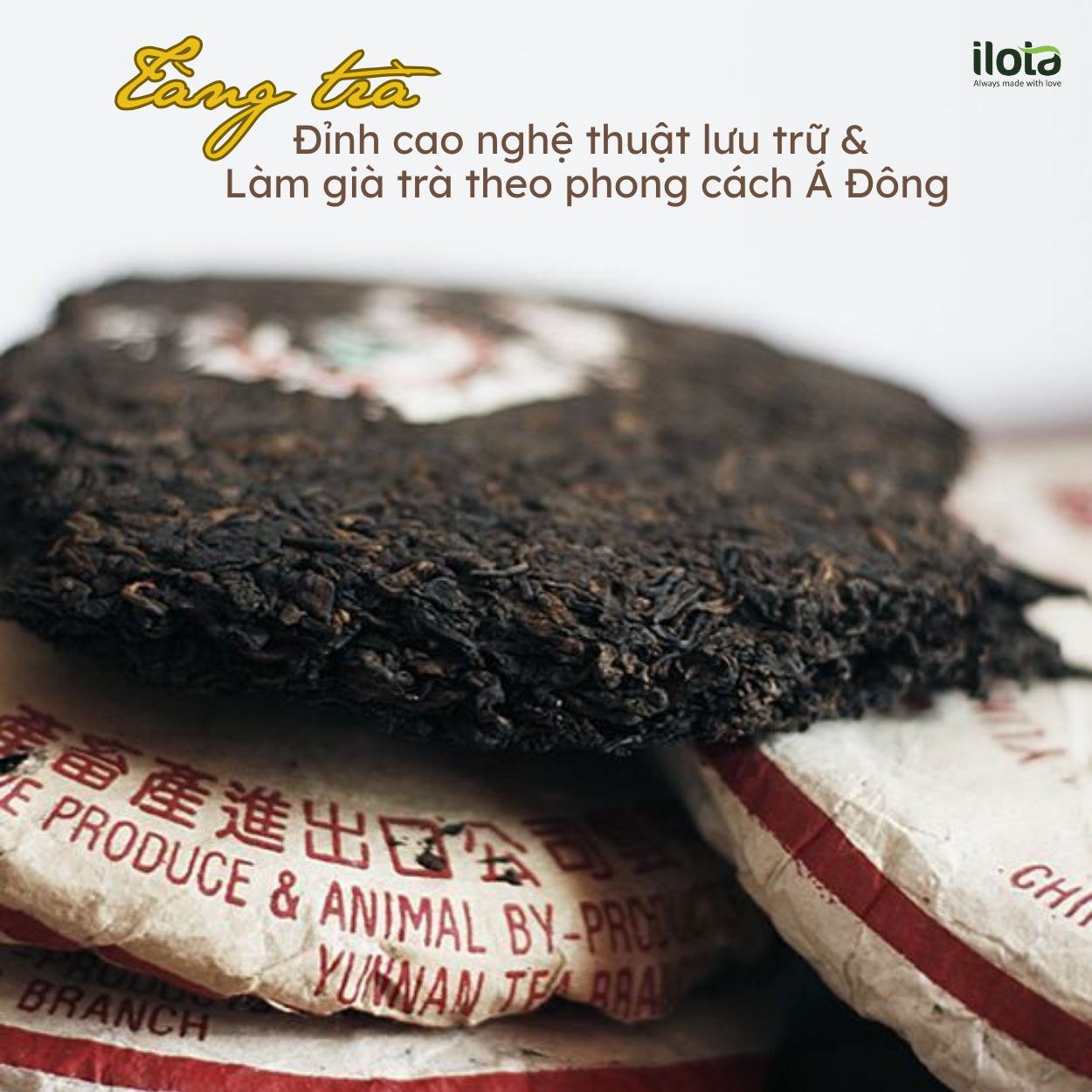 tang-tra-dinh-cao-nghe-thuat-luu-tru-tra