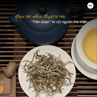 bach-tra-shan-tuyet-co-thu