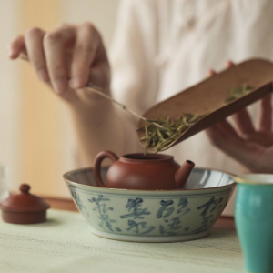 bao-quan-bach-tra-shan-tuyet