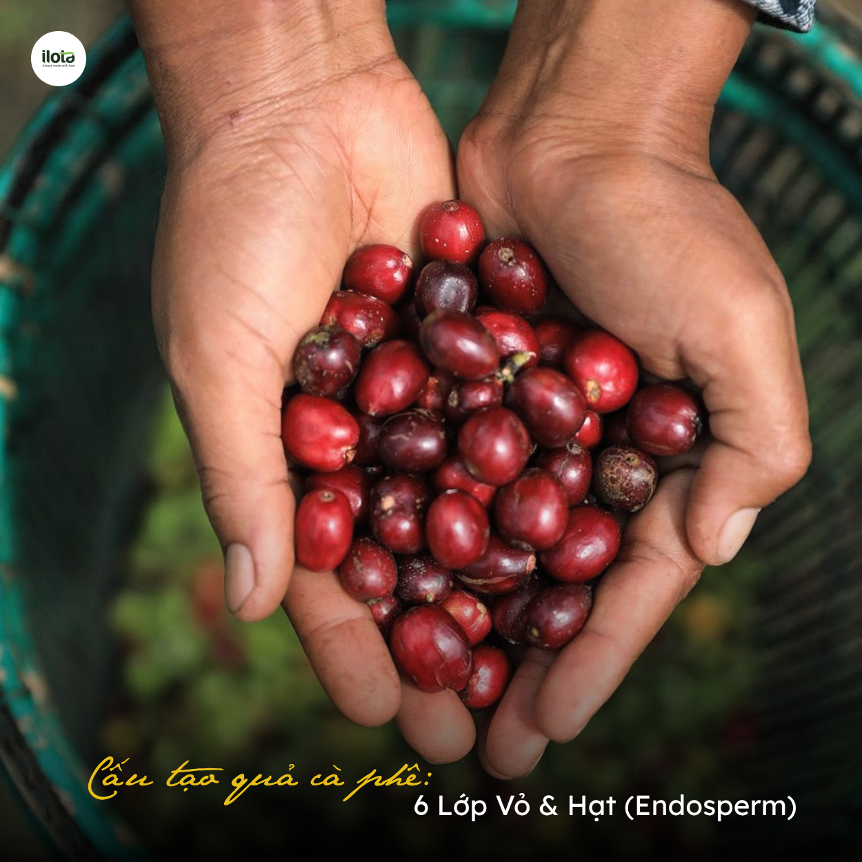 cau-tao-qua-ca-phe-6-lop-vo-hat-endosperm