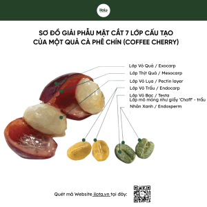 cau-tao-qua-ca-phe-6-lop-vo-hat-endosperm
