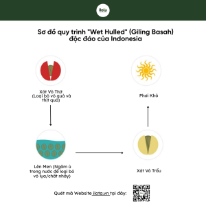 cau-tao-qua-ca-phe-6-lop-vo-hat-endosperm