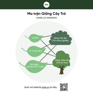 tra-shan-tuyet-co-thu-giai-ma-noi-chat-cua-cay-tra