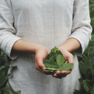 bach-tra-mau-don-shan-tuyet-co-thu-hoang-hau-tra