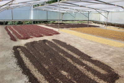 ca-phe-gesha