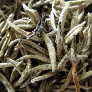 bach-tra-shan-tuyet-co-thu