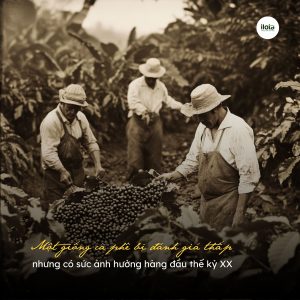 giong-ca-phe-catimor