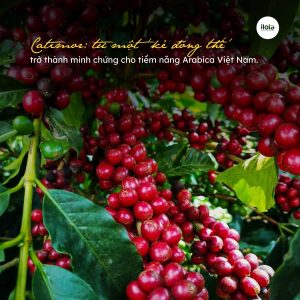 giong-ca-phe-catimor