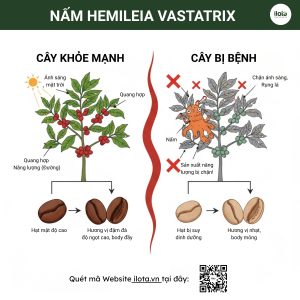 tuong-lai-nganh-ca-phe