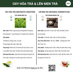 oxy-hoa-va-len-men-tra