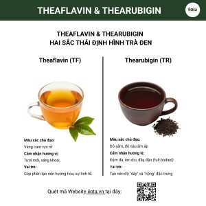 oxy-hoa-va-len-men-tra