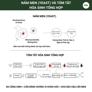 he-vi-sinh-vat-tra-pho-nhi