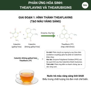 theaflavins-va- thearubigins