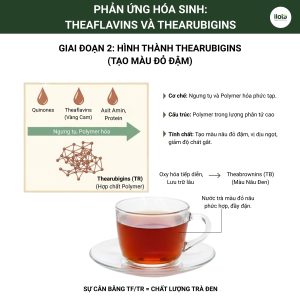 theaflavins-va- thearubigins