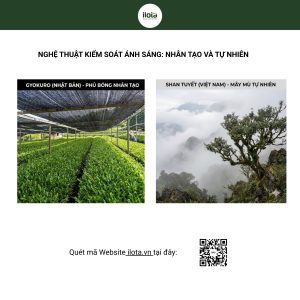 l-theanine-trong-tra