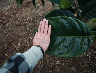 ca-phe-mit-liberica-su-troi-day-cua-ke-bi-hat-hui