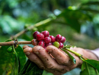 ca-phe-mit-liberica-su-troi-day-cua-ke-bi-hat-hui