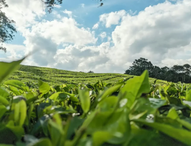 kukicha-tra-canh-nguoi-nhat-bien-phe-pham-ra-dac-san