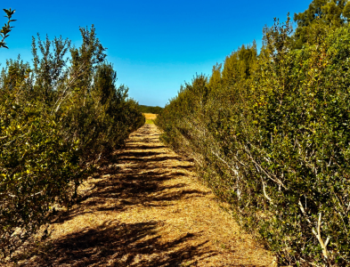 racemosa-loai-ca-phe-hiem-den-muc-chi-vai-ngan-cay