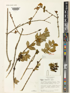 racemosa-loai-ca-phe-hiem-den-muc-chi-vai-ngan-cay