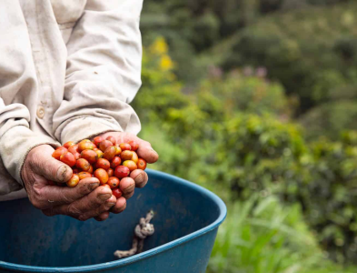 pink-bourbon-bourbon-hong-nang-tho-gioi-specialty