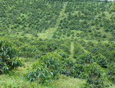 pink-bourbon-bourbon-hong-nang-tho-gioi-specialty