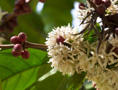 ca-phe-mit-liberica-su-troi-day-cua-ke-bi-hat-hui