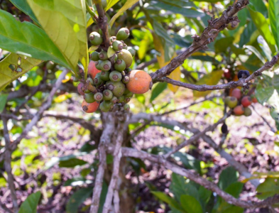 ca-phe-mit-liberica-su-troi-day-cua-ke-bi-hat-hui