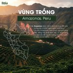 arabica-peru-gesha