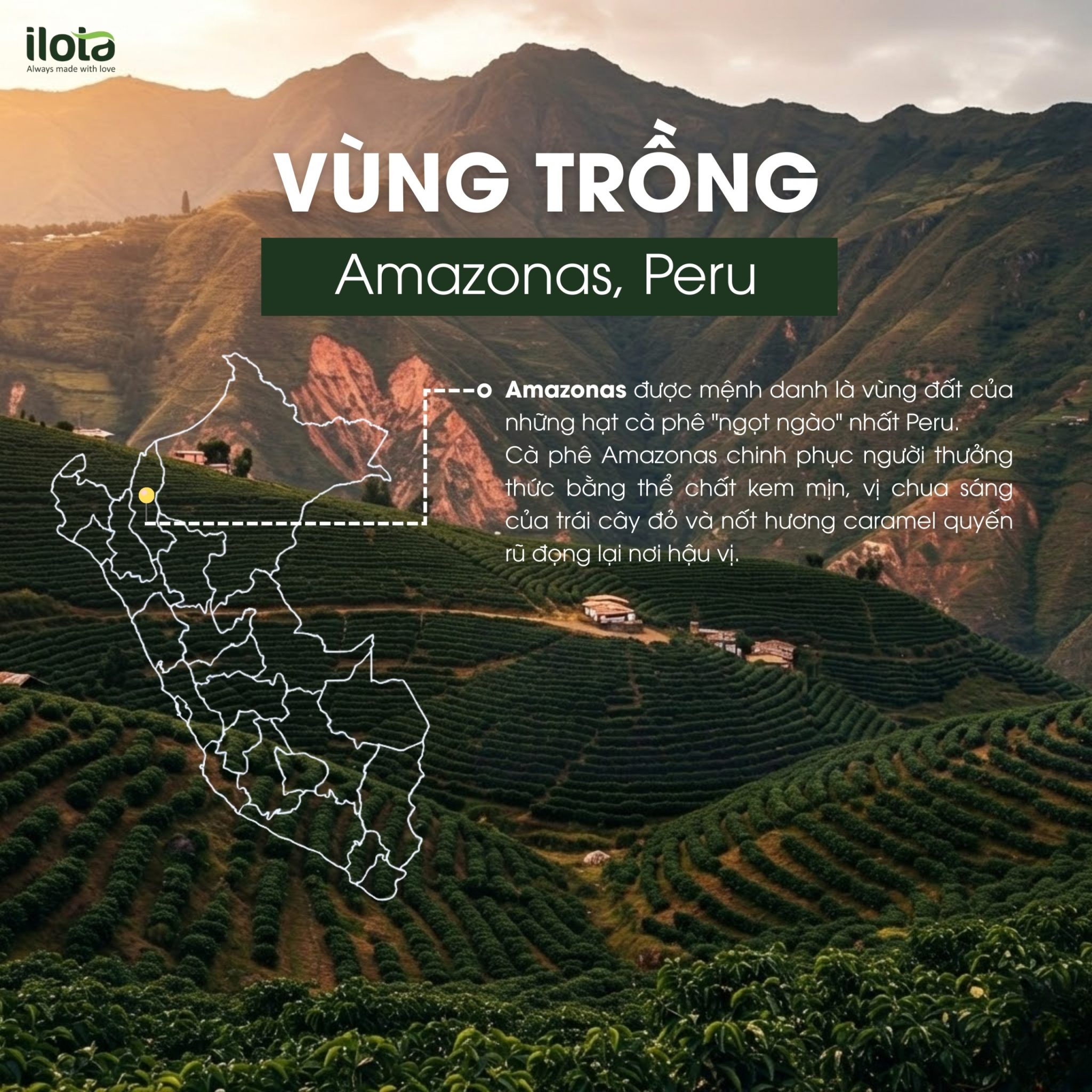 arabica-peru-gesha