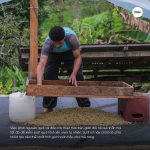arabica-peru-gesha